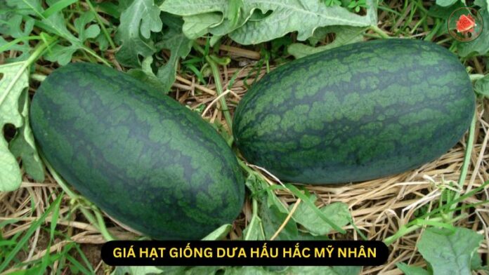 giá hạt giống dưa hấu hắc mỹ nhân